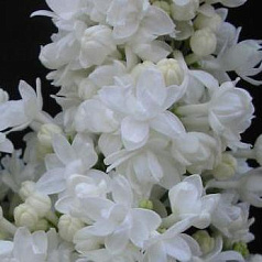 Сирень обыкновенная 'Сент Маргарет' (белая)