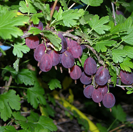 Крыжовник 'Грушенька'