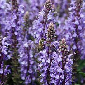 Сальвия дубравная (Шалфей) 'Блаухугель'