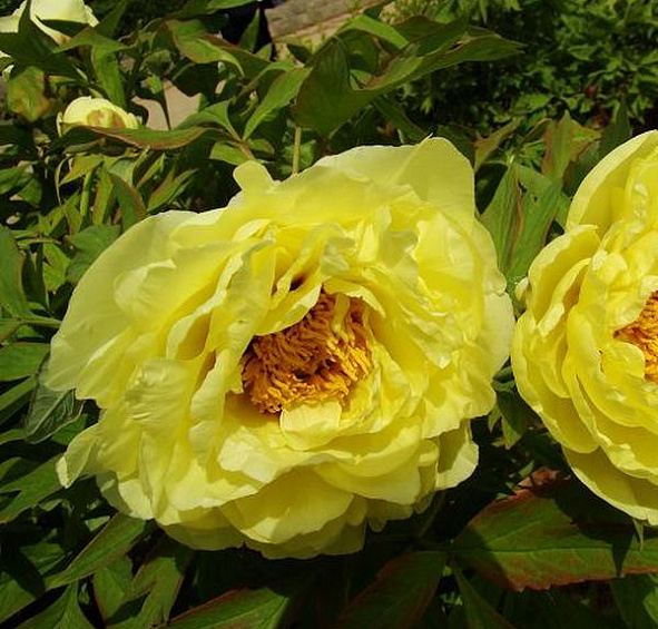 древовидный Хай Нун (suffruticosa High Noon)