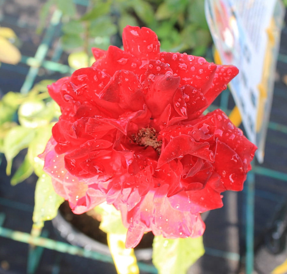 Роза Черри Бренди (Cherry Brandy)