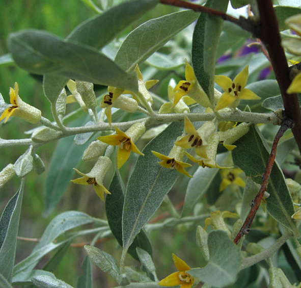 Лох узколистный (маслина)