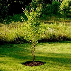 Багряник японский