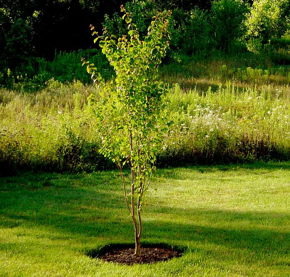 Багряник японский