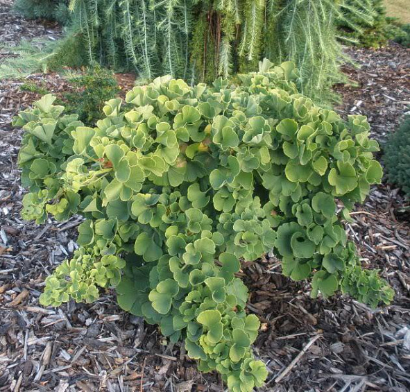 Гинкго билоба 'Марикен'