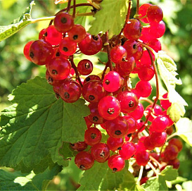 Смородина красная 'Джокер'