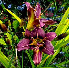 Лилейник гибридный 'Жокей клаб'