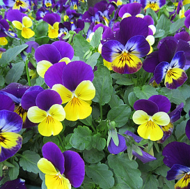 Виола рогатая 'Эдмайе Макси' (смесь)