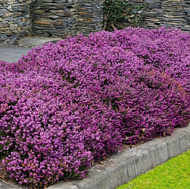 Эрика дарленская 'Дарлей Дэйл'