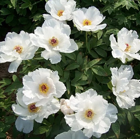 Пион древовидный 'Вайт Феникс' (белый)