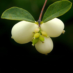 Снежноягодник белый слабоблестящий