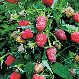 Малина 'Брянское диво'