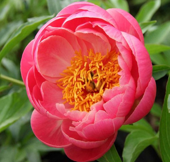 Пион молочноцветковый 'Корал Сансет' (кораловый)