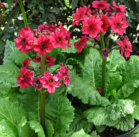 Примула японская 'Миллер Кримсон'