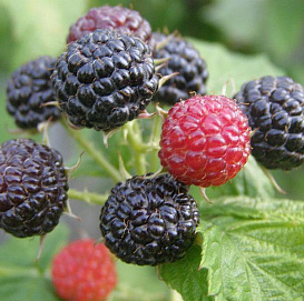 Ежемалина черная 'Кумберленд'