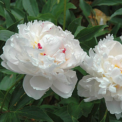 Пион молочноцветковый 'Аваланш' (белый)