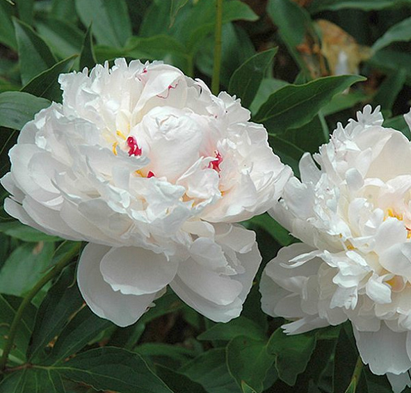 Пион молочноцветковый 'Аваланш' (белый)