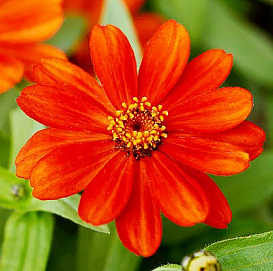 Цинния мариландская 'Захара Ред' (красная)