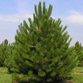 Сосна черная 'Нигра'