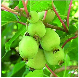 Актинидия Aргута