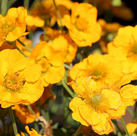 Гравилат чилийский 'Леди Стратеден'