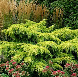 Можжевельник пфитцериана 'Голд Стар'