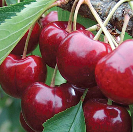 Черешня 'Мичуринская поздняя'