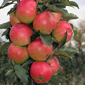 Яблоня колоновидная 'Талисман'