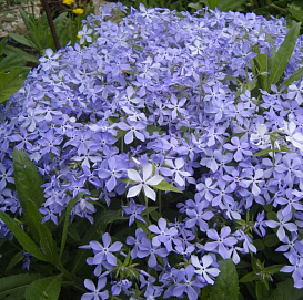 Флокс растопыренный