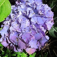 Гортензия крупнолистная 'Замбия'