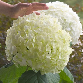 Гортензия древовидная 'Инкрэдибл'