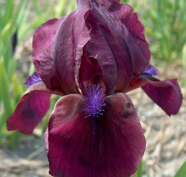 Ирис карликовый Черри Гарден (Cherry Garden)