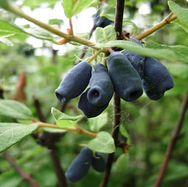 Жимолость съедобная 'Волхова'