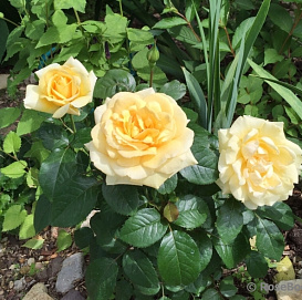 Роза 'Винтре Сан' (чайно-гибридная) (желтая)