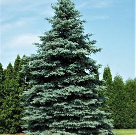 Ель колючая Голубая