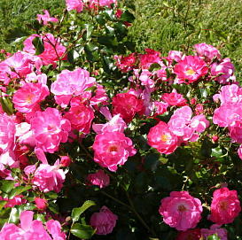 Роза 'Неон' (почвопокровная, миниатюрная) (розовая)