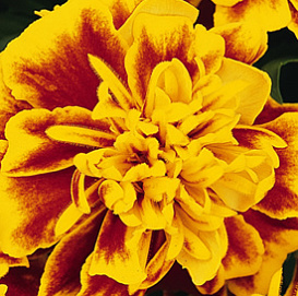 Тагетес (бархатцы) отклоненный 'Бонанза Би' (красно-желтый)