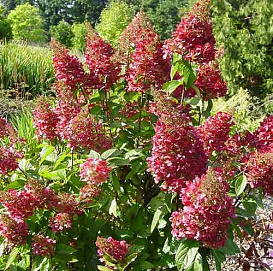 Гортензия метельчатая 'Меджикал Флейм'