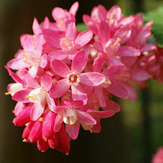 Смородина кроваво-красная 'Кинг Эдвард VII'