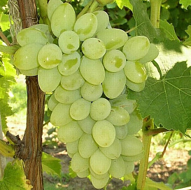 Виноград 'Московский устойчивый'