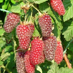 Ежемалина 'Логанберри'