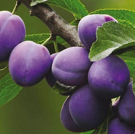 Слива 'Фиолетовая'