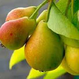 Груша 'Просто Мария'