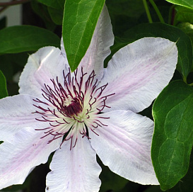 Клематис 'Мисс Бейтман'