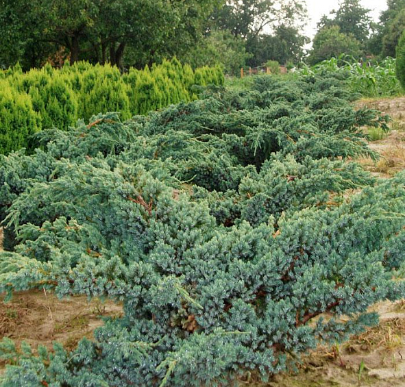 Можжевельник чешуйчатый 'Мейери'