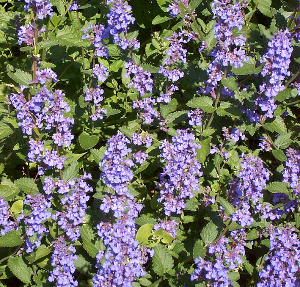 Котовник Фассенa 'Сикс Хиллз Гиант'