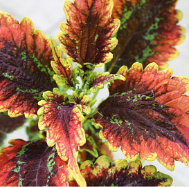 Колеус гибридный 'Раффлс Бордо' (красный)