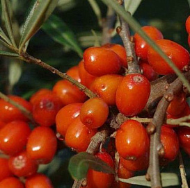 Облепиха 'Воробьевская'