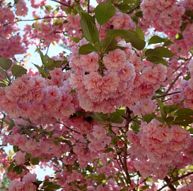 Вишня мелкопильчатая (сакура) 'Канзан'