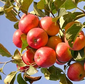 Яблоня домашняя 'Женева Эрли'